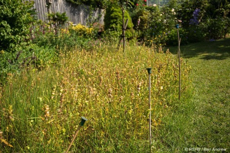 Wild garden area
